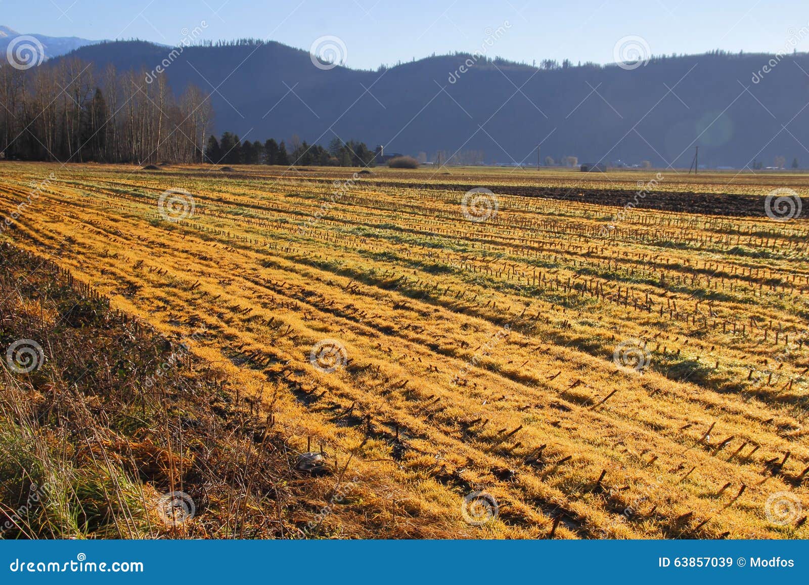 Winter Corn Field in Washington State Stock Image Image of cornfield, states 63857039