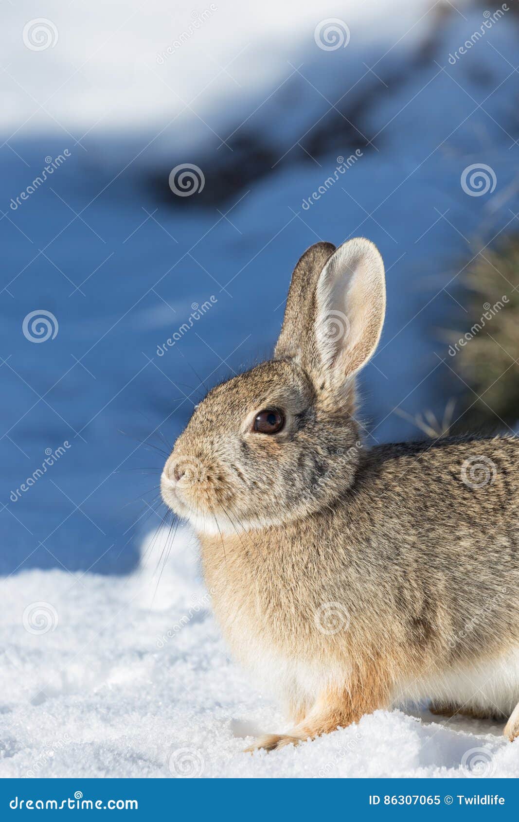 Winter Cottontail Rabbit stock image. Image of wildlife 86307065
