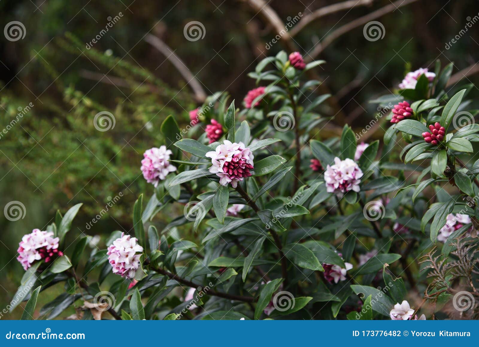 winter daphne flowers