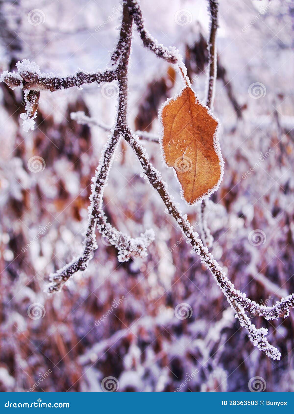 winter design