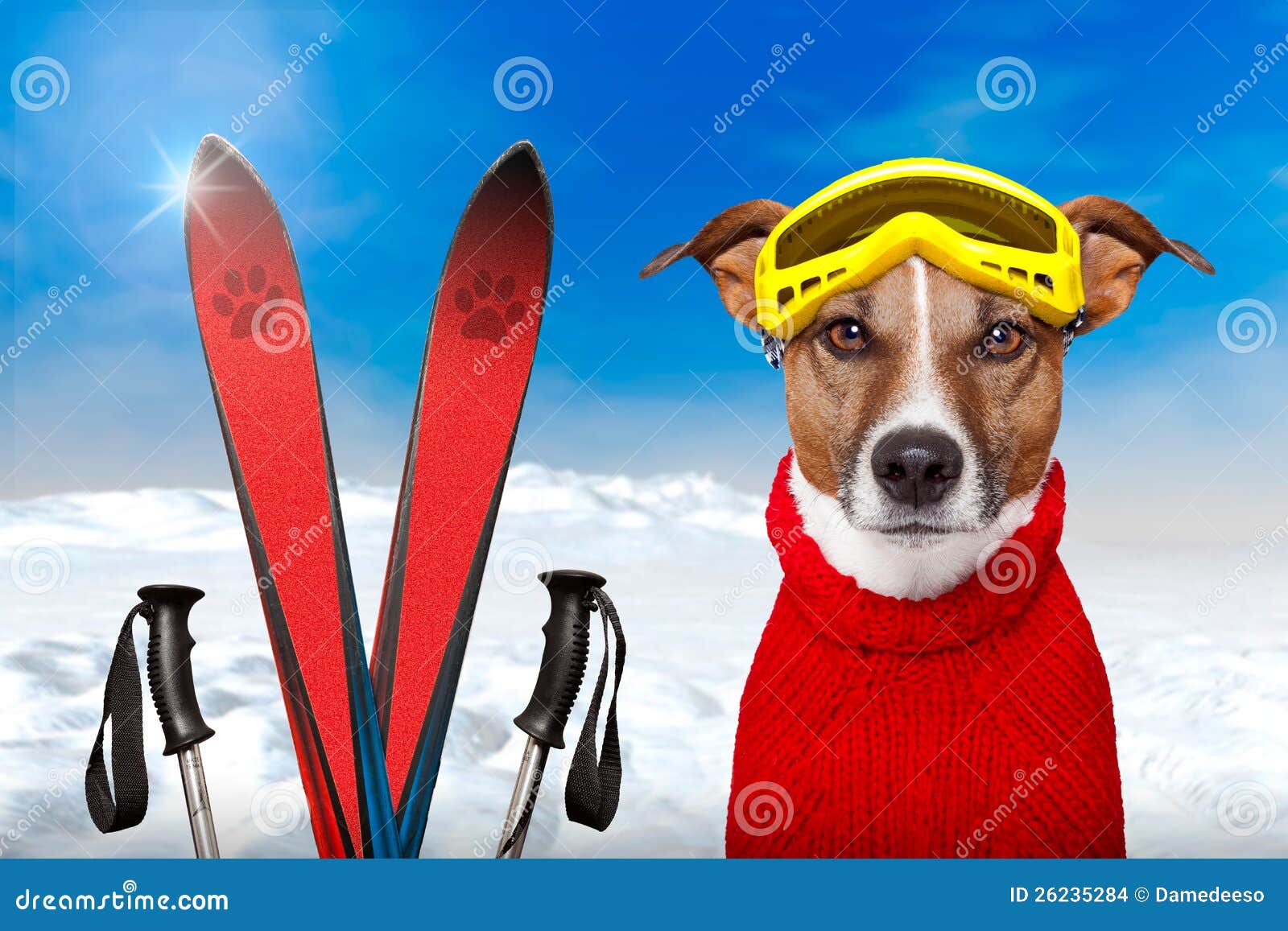 Winter dog snow stock photo. Image of cold, christmas 26235284