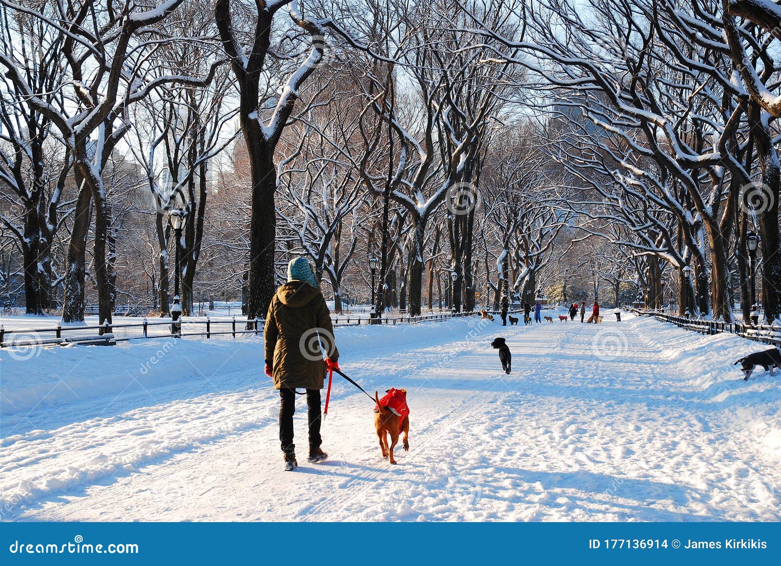 Walking the Dog through a Winter Landscape Editorial Stock Image