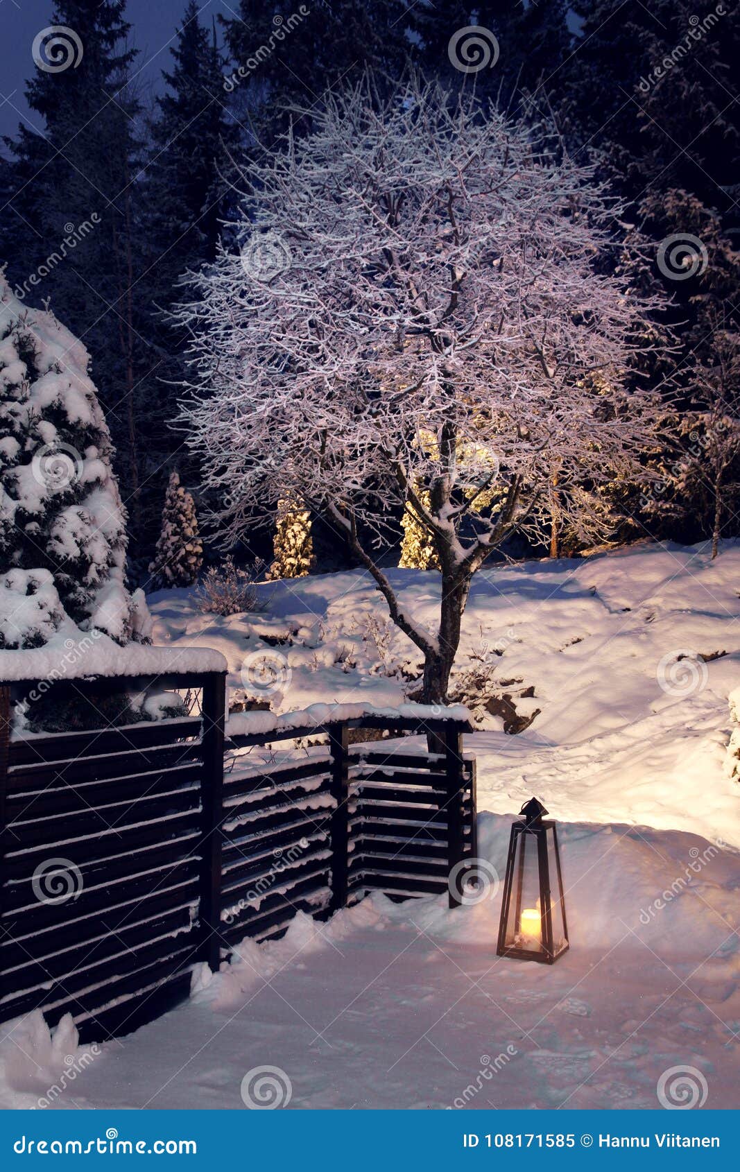 Winter Evening In Snowy Garden Stock Image Image Of Outdoor Tree