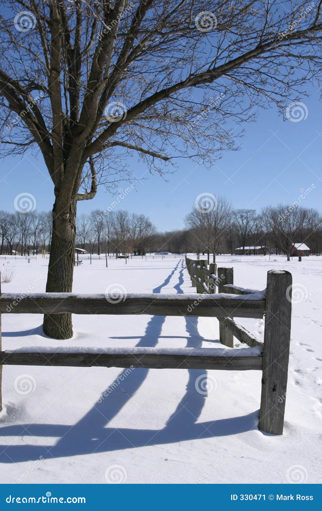 2,644,454 Winter Tree Stock Photos - Free & Royalty-Free Stock Photos from  Dreamstime