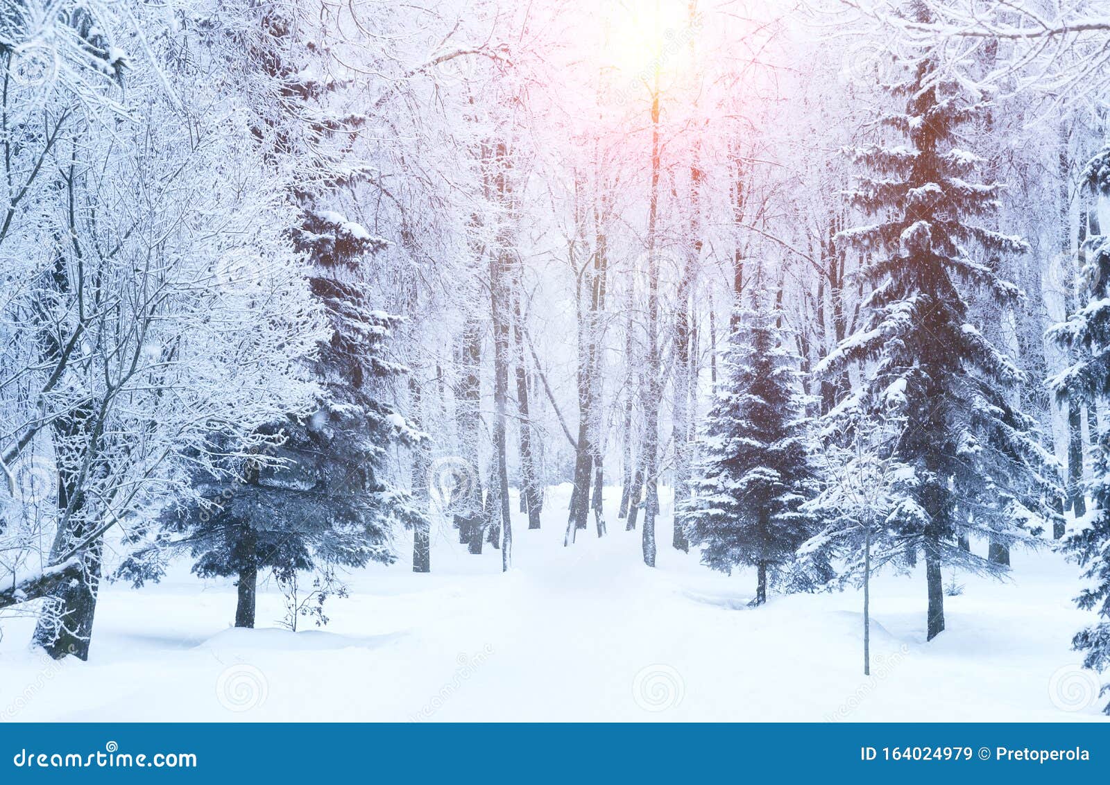 Winter Fir Tree Christmas Scene with Sunlight Stock Image Image of