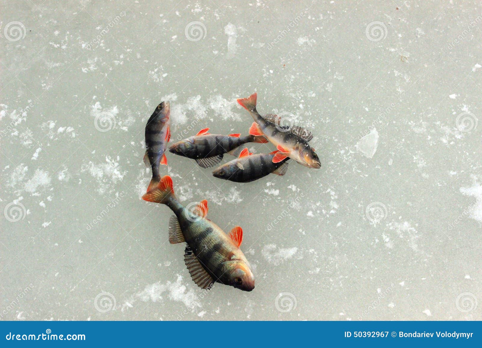 Winter fish stock image. Image of winter, snow, isolated 50392967