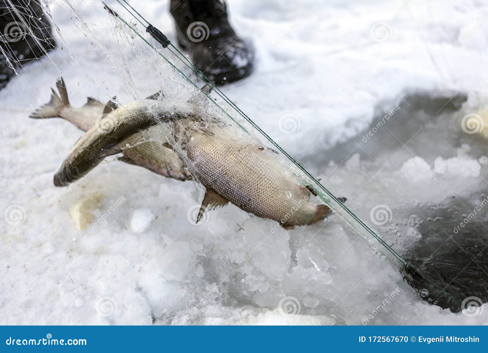 Winter Fishing, Good Catch of Fish in Winter on Ice Editorial Image