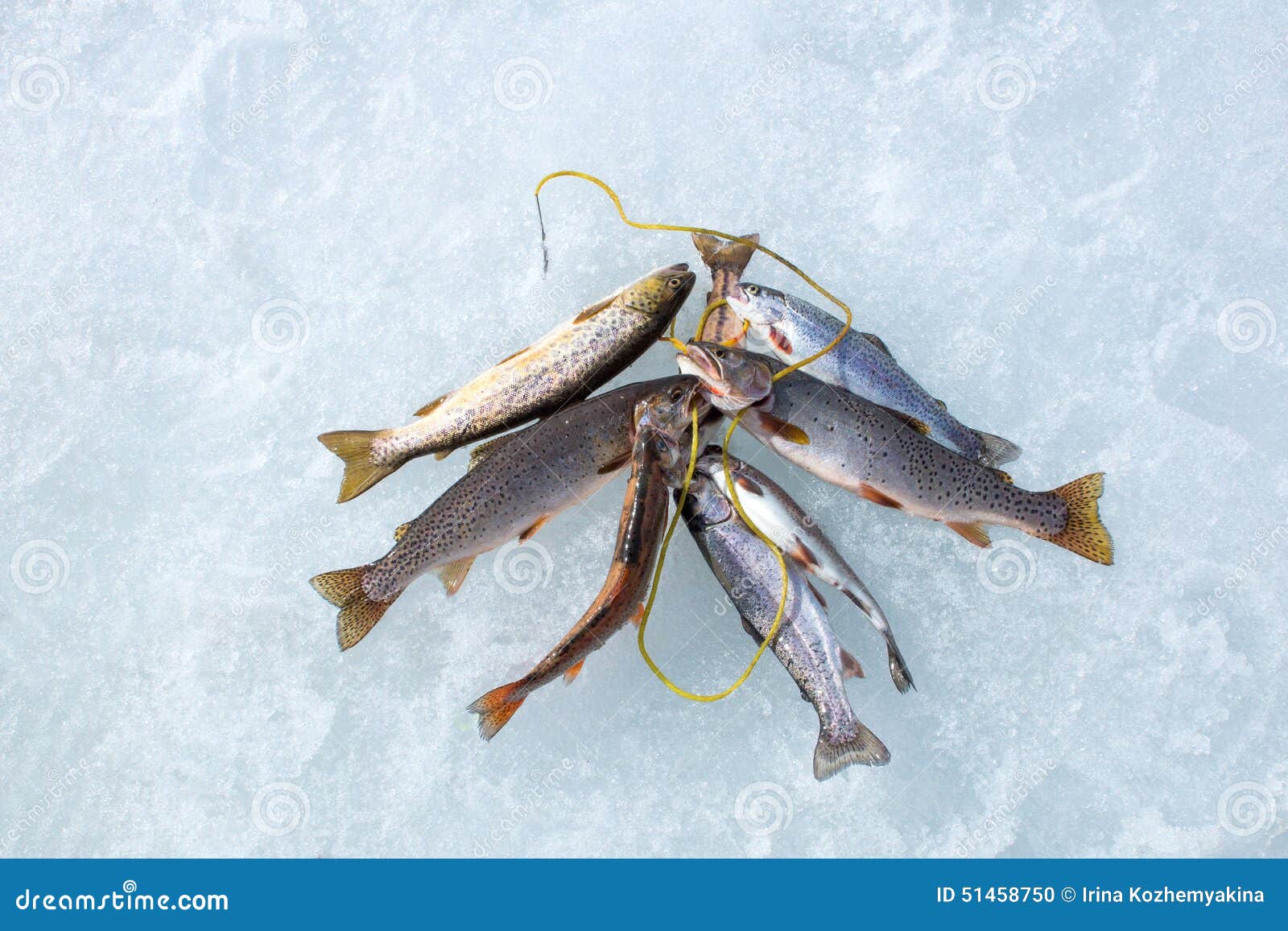 Winter Fishing: Trout Caught on the Different Types of Stringer Stock Photo  - Image of freeze, perch: 51458750