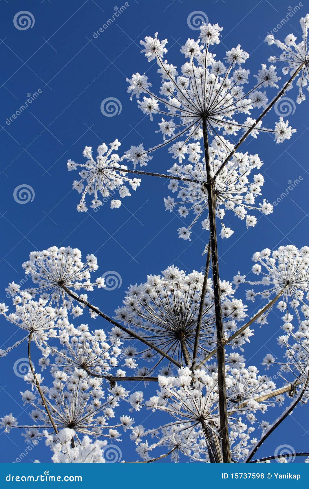 Winter flower stock photo. Image of crystal, beautiful 15737598