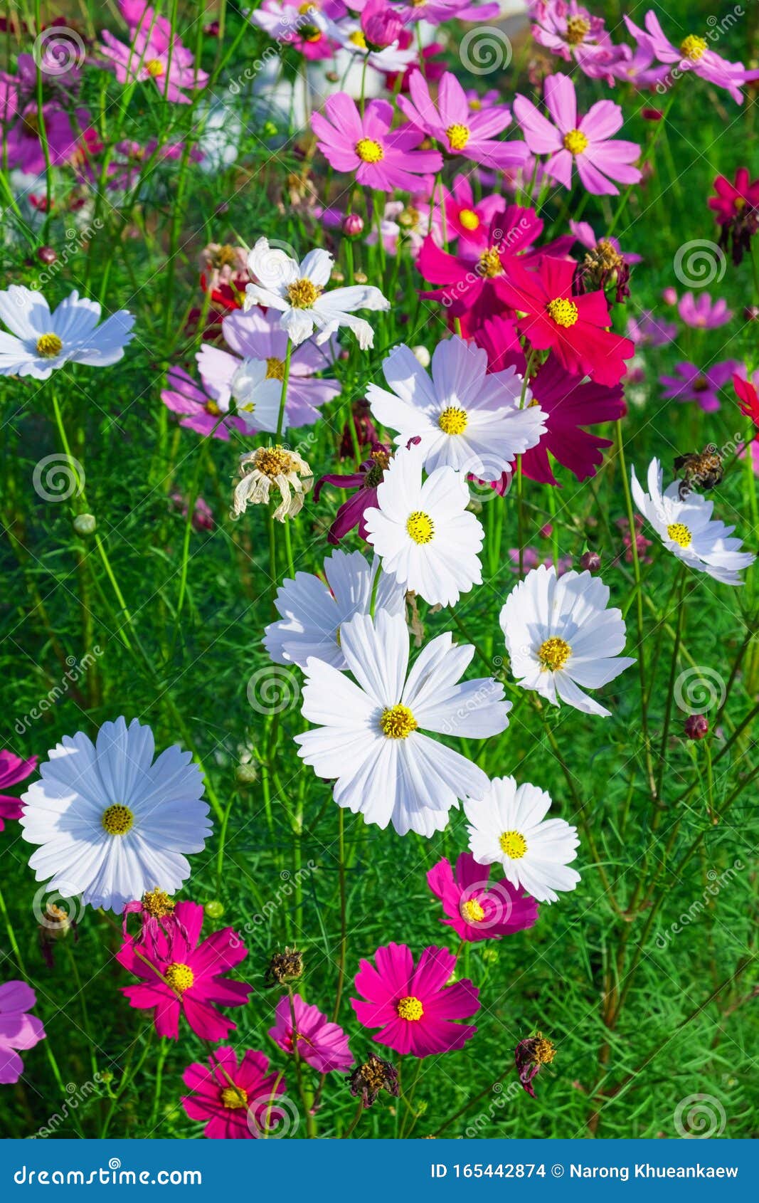 Winter Flower Background and Cosmos Flower Stock Photo - Image of field,  color: 165442874