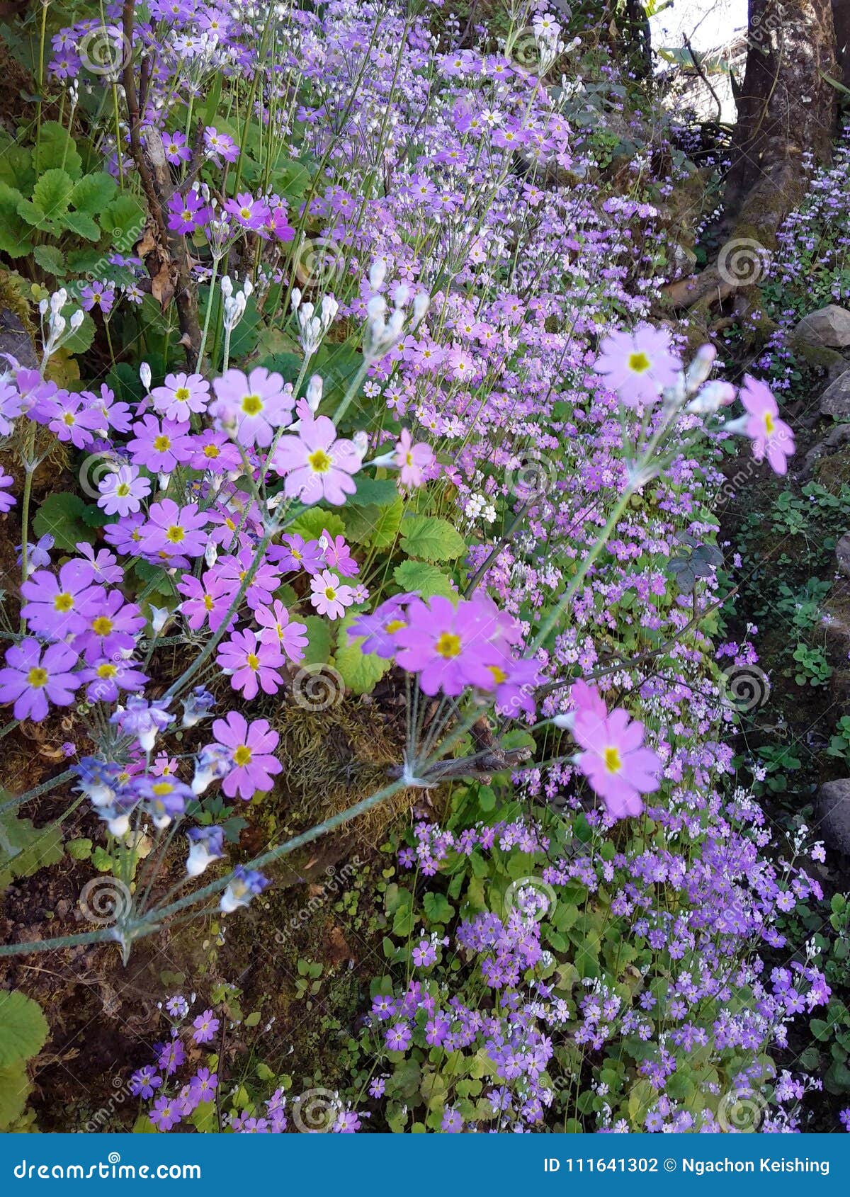 Winter flower stock photo. Image of winter, fully, flower 111641302