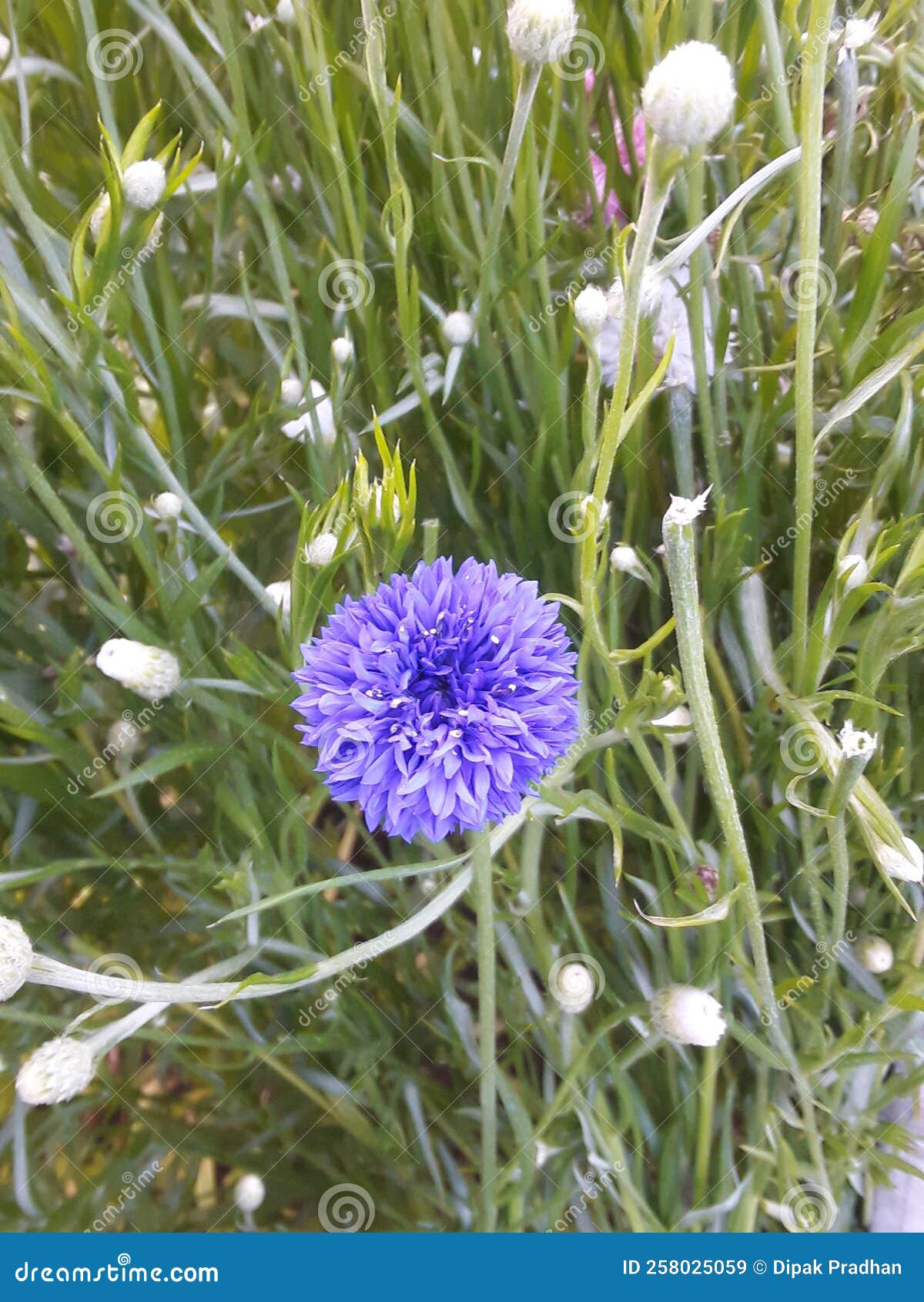 Winter flower stock image. Image of winter, bluewhite 258025059