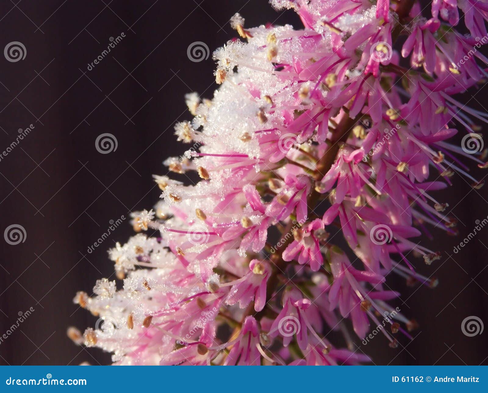 Winter Flowers Stock Photo 49413402