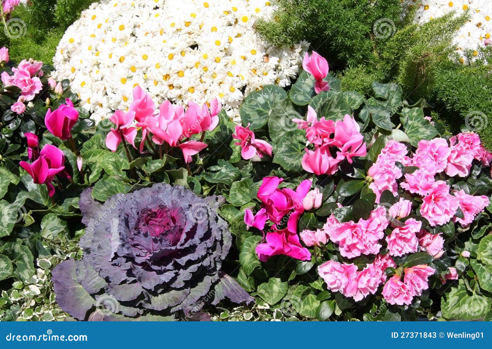 Winter Flowers Stock Photo 49413402