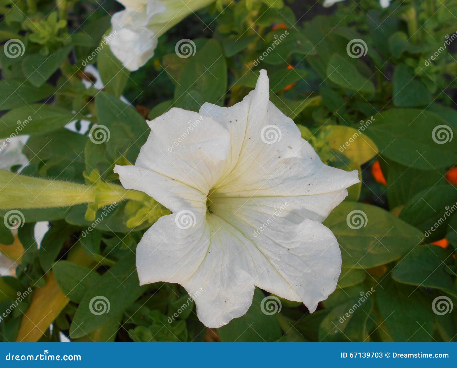 Winter flowers stock image. Image of flower, flowers 67139703