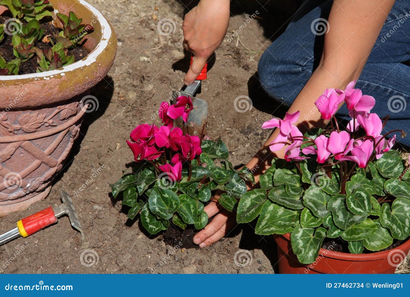 Winter flowers planting stock photo. Image of garden 27462734