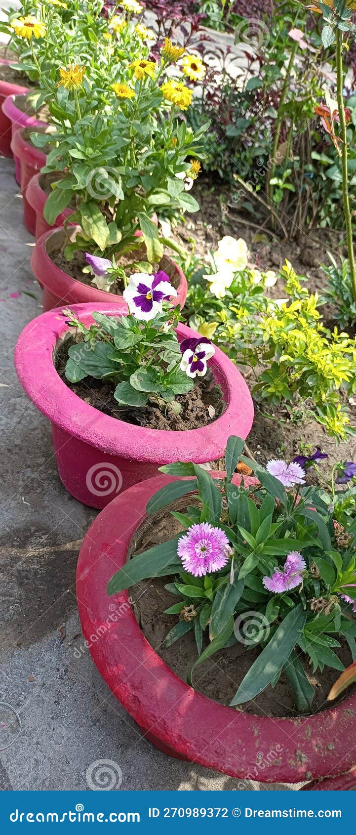 Winter flowers row stock photo. Image of produce, flowers 270989372