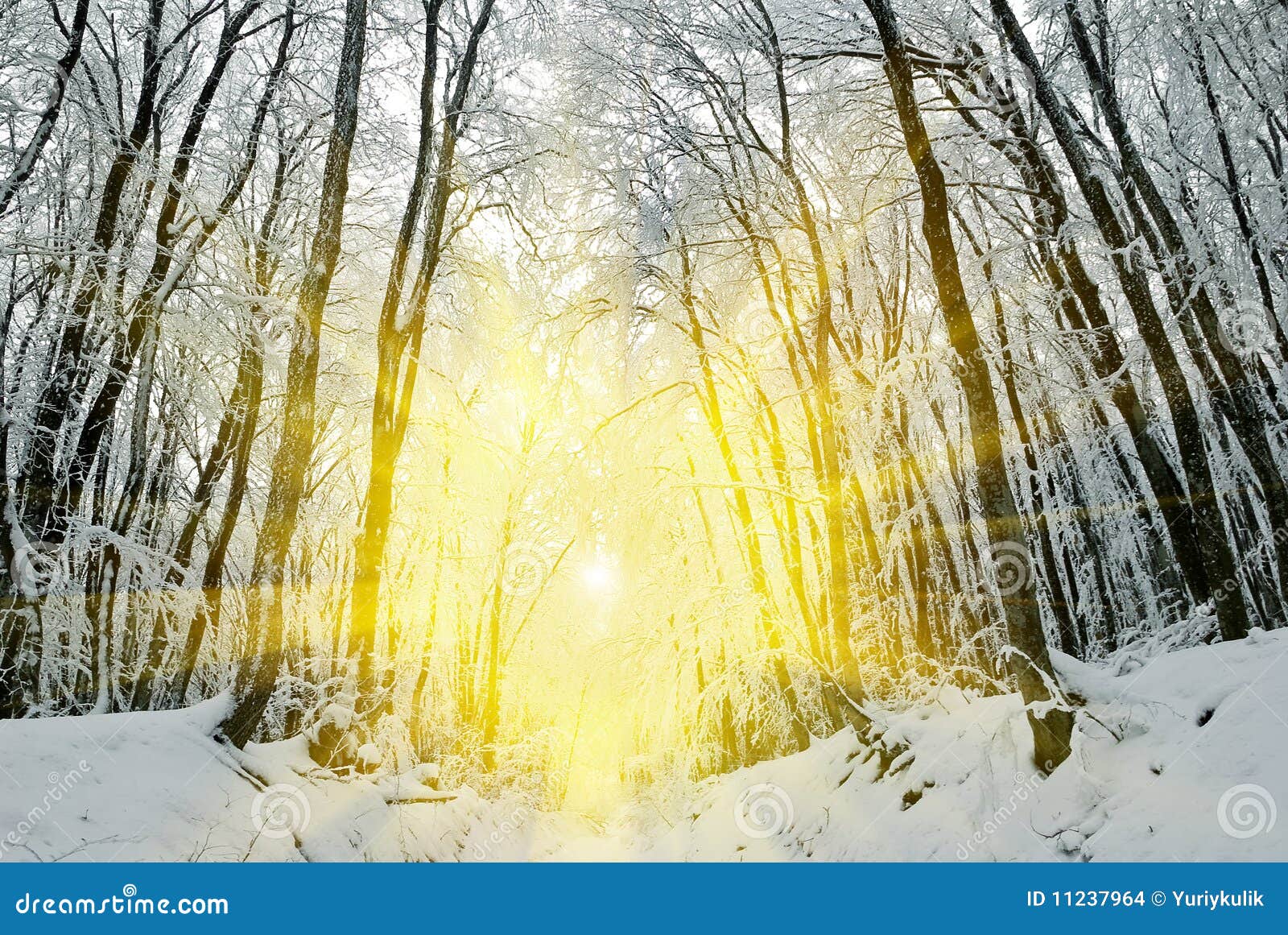 Winter forest stock photo. Image of panoramic, sunlight - 11237964