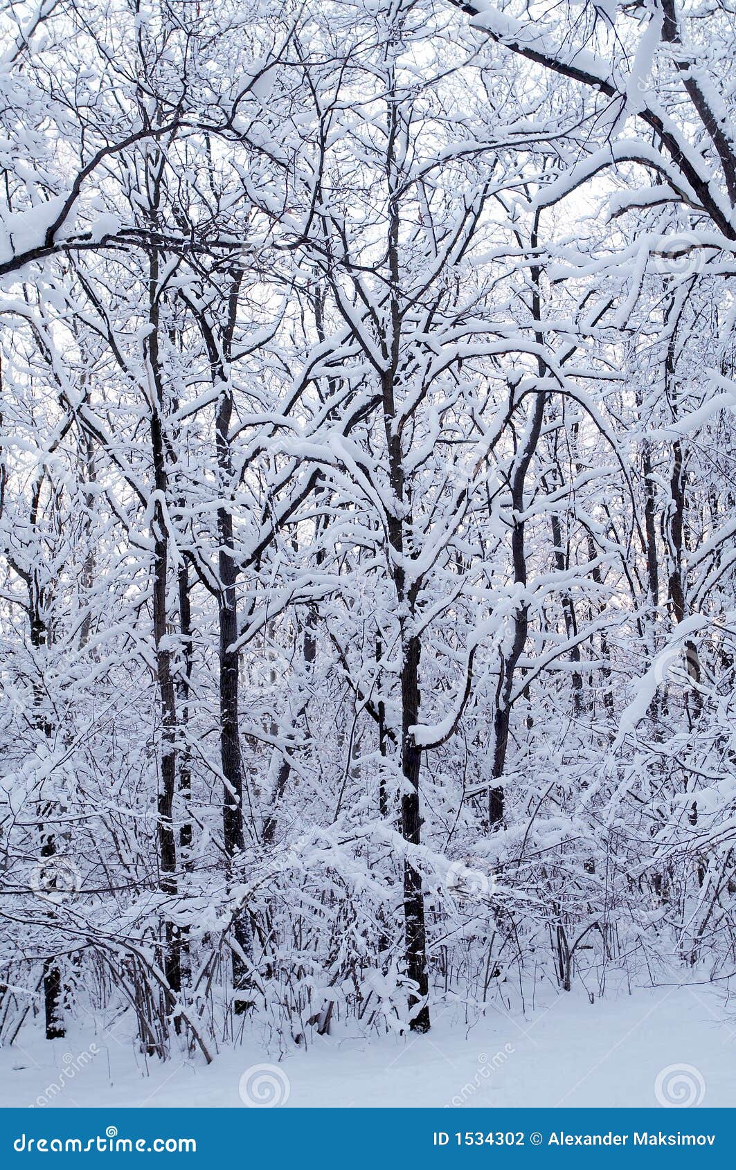 Winter forest. Trees in snow in winter, Russia