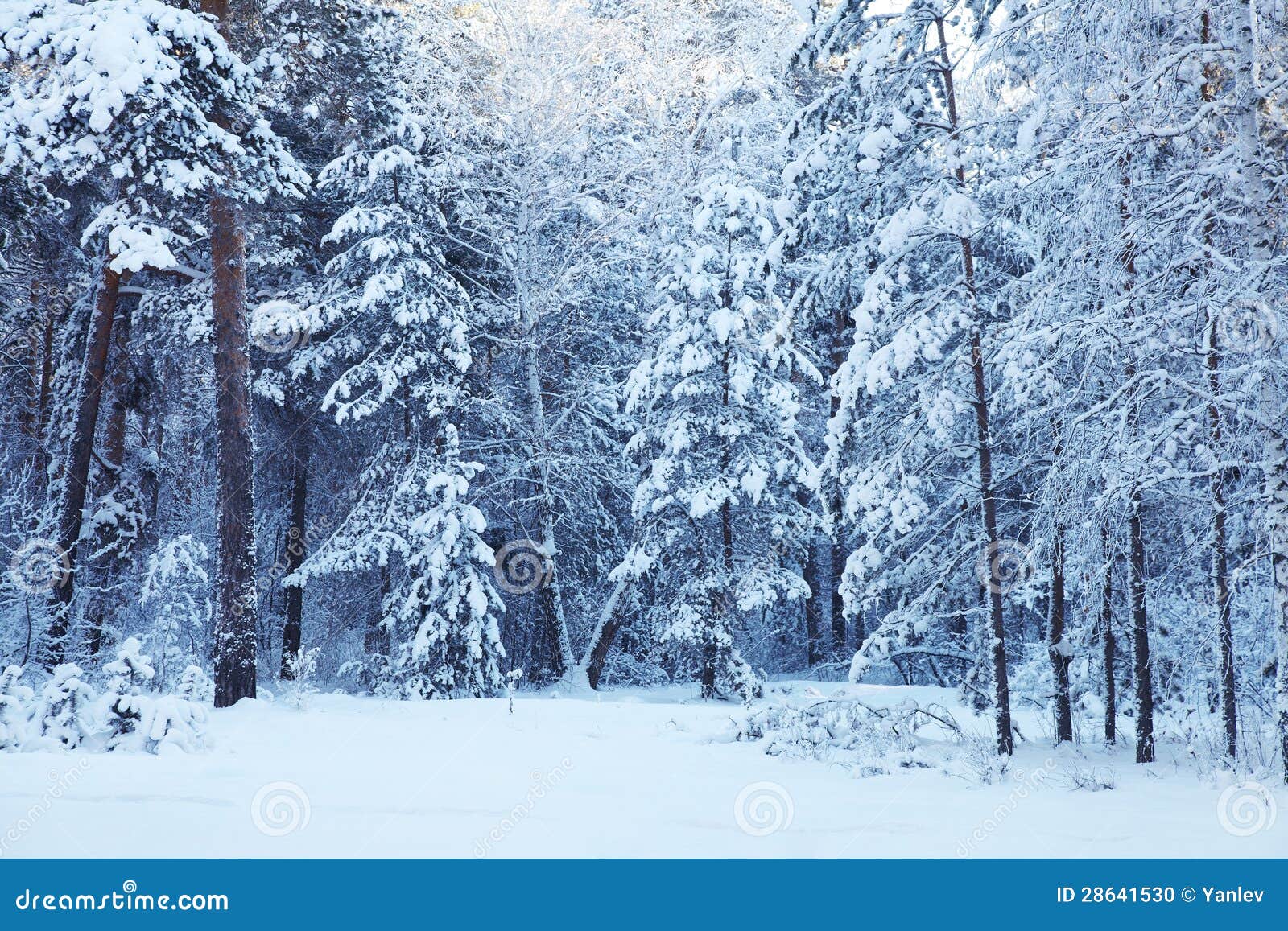 Winter forest stock photo. Image of blue, month, frost 28641530