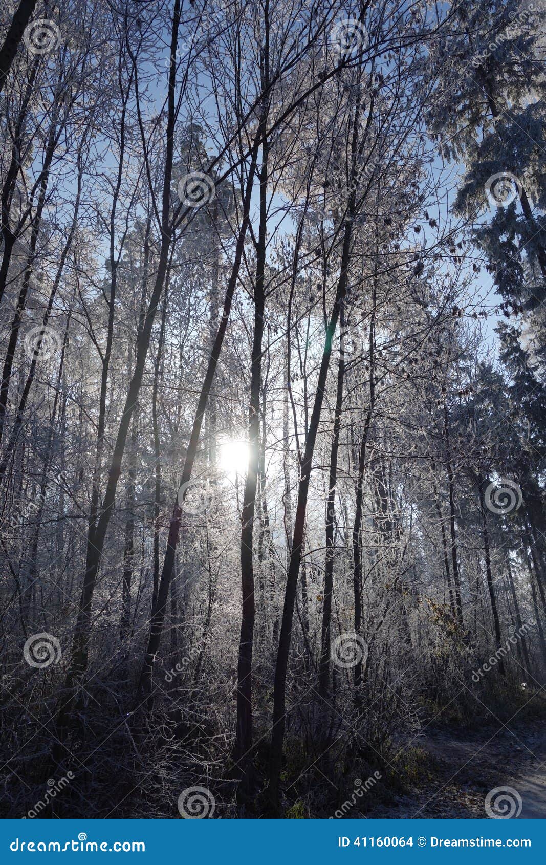 winter forest in backlighting