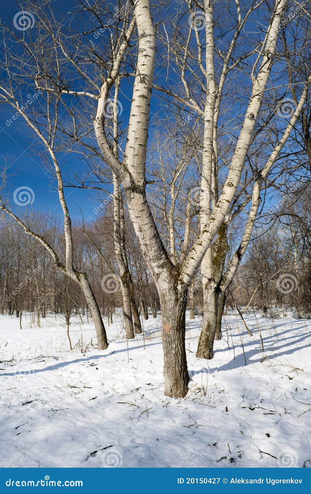 Winter Forest Closeup Winter Forest Up Stock Image Image Of Frosty Snowy