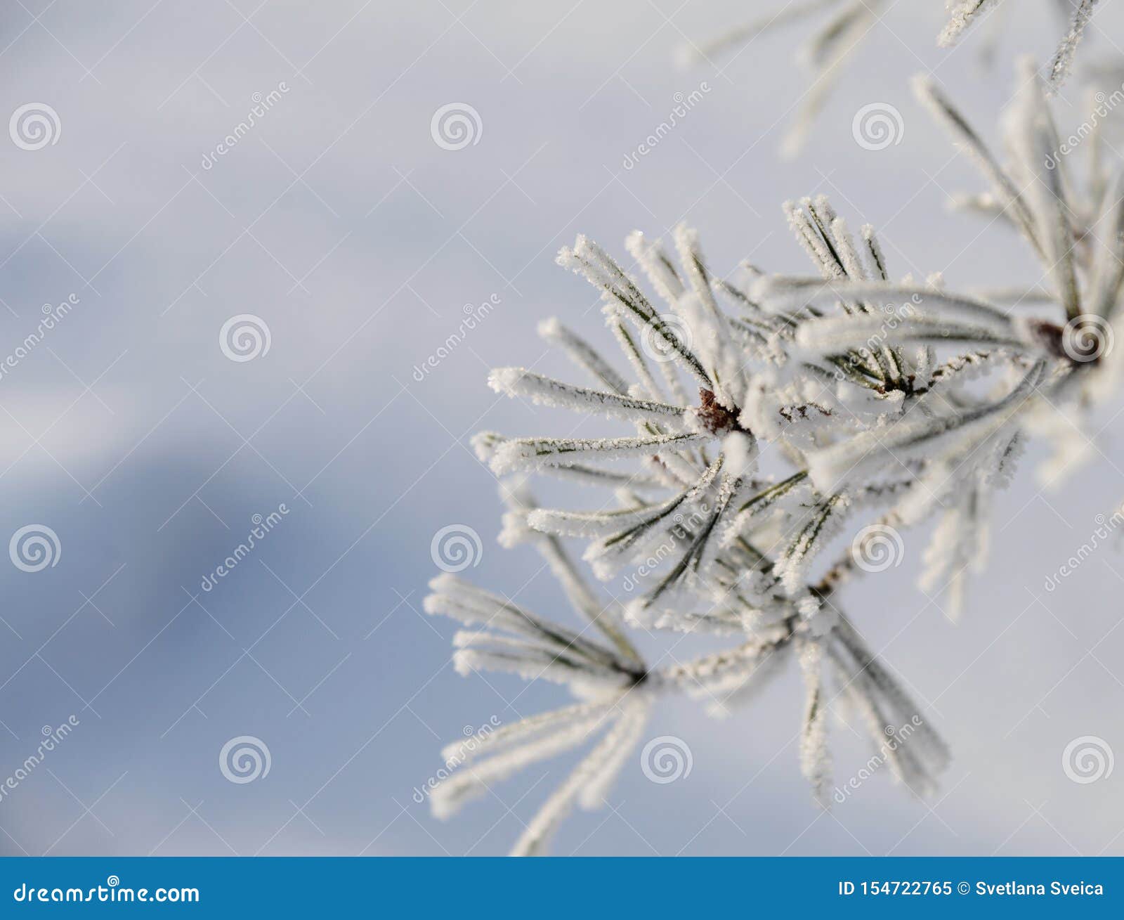 Winter Forest Covered by Fresh Snow with Branch of Christmas Tree. the ...