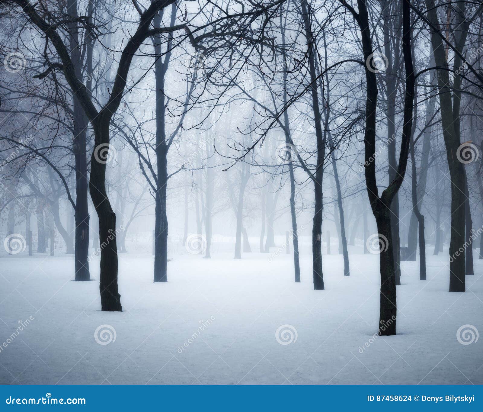 Winter Forest In Fog Foggy Trees In The Cold Morning Stock Photo