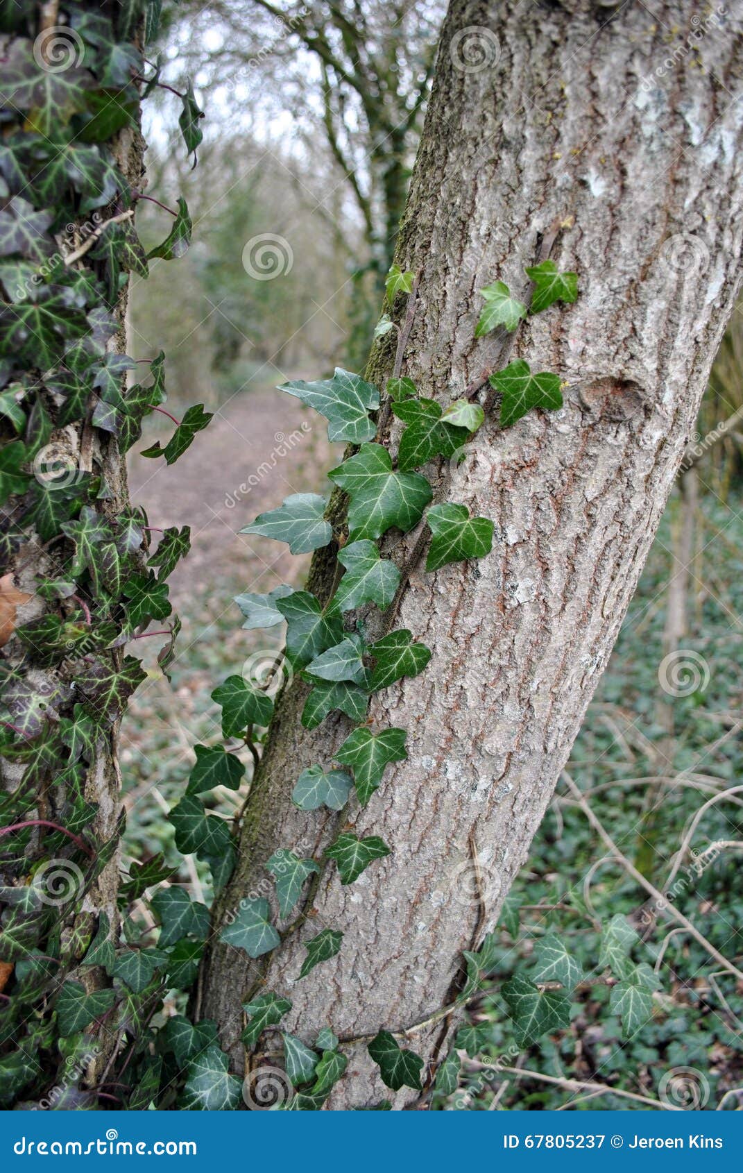 Winter forest ivy stock image. Image of climbing, forest 67805237