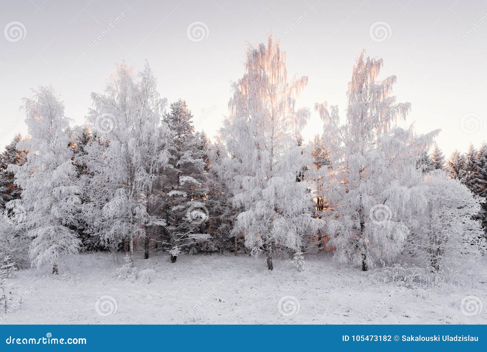 winter forest landscape. the snow white birch forest covered with hoarfrost.winter birch grove at sunset in pink tones. few winte