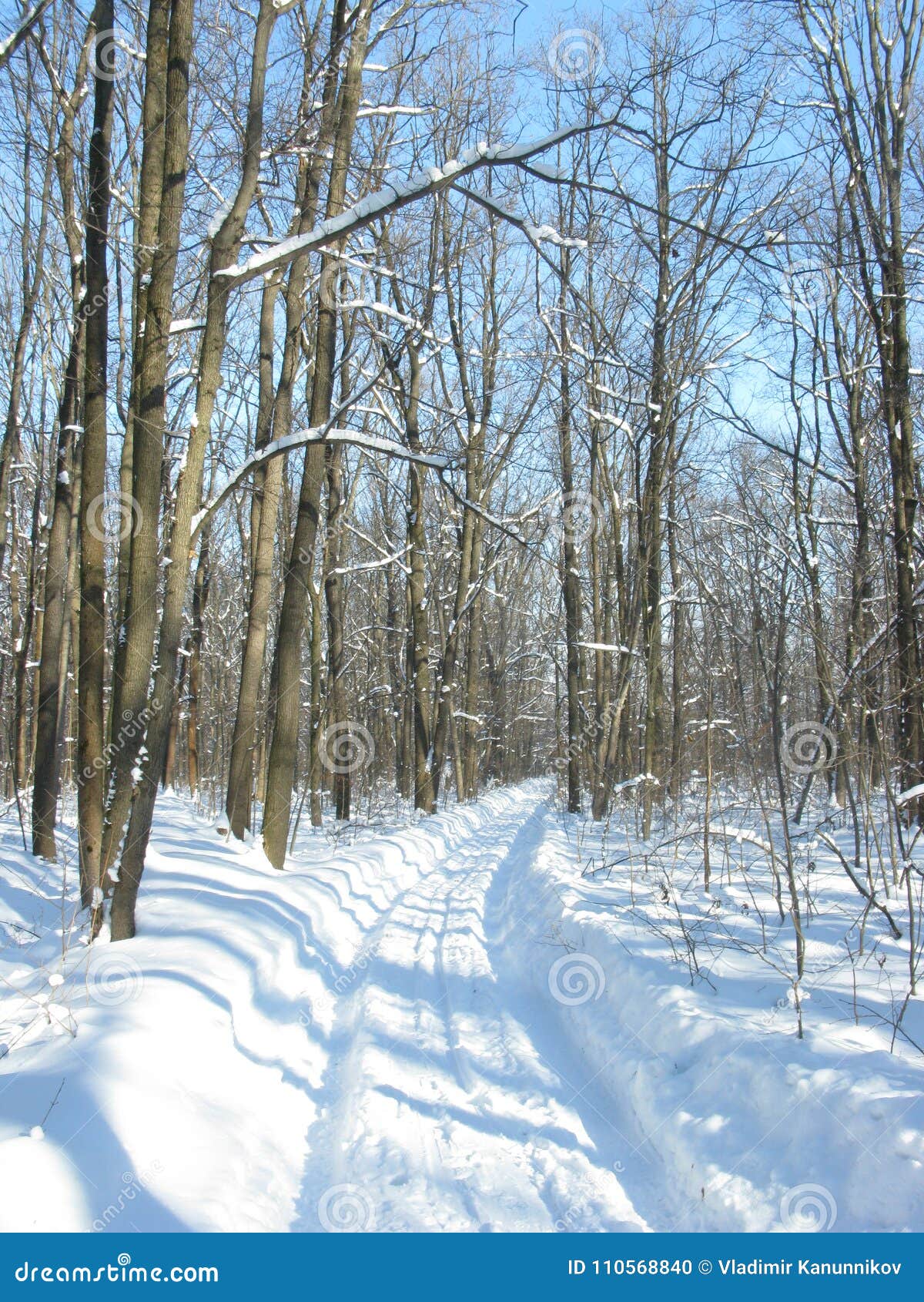 winter forest landscape