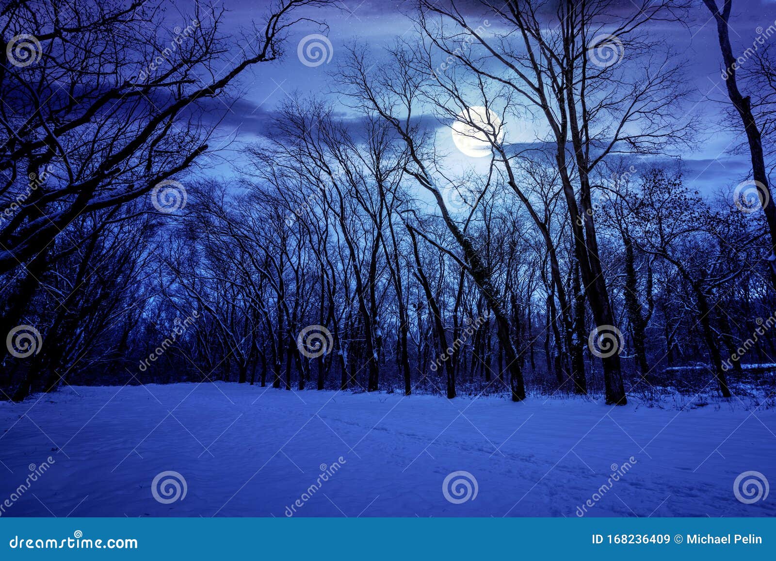 39 958 Winter Forest Night Photos Free Royalty Free Stock Photos From Dreamstime