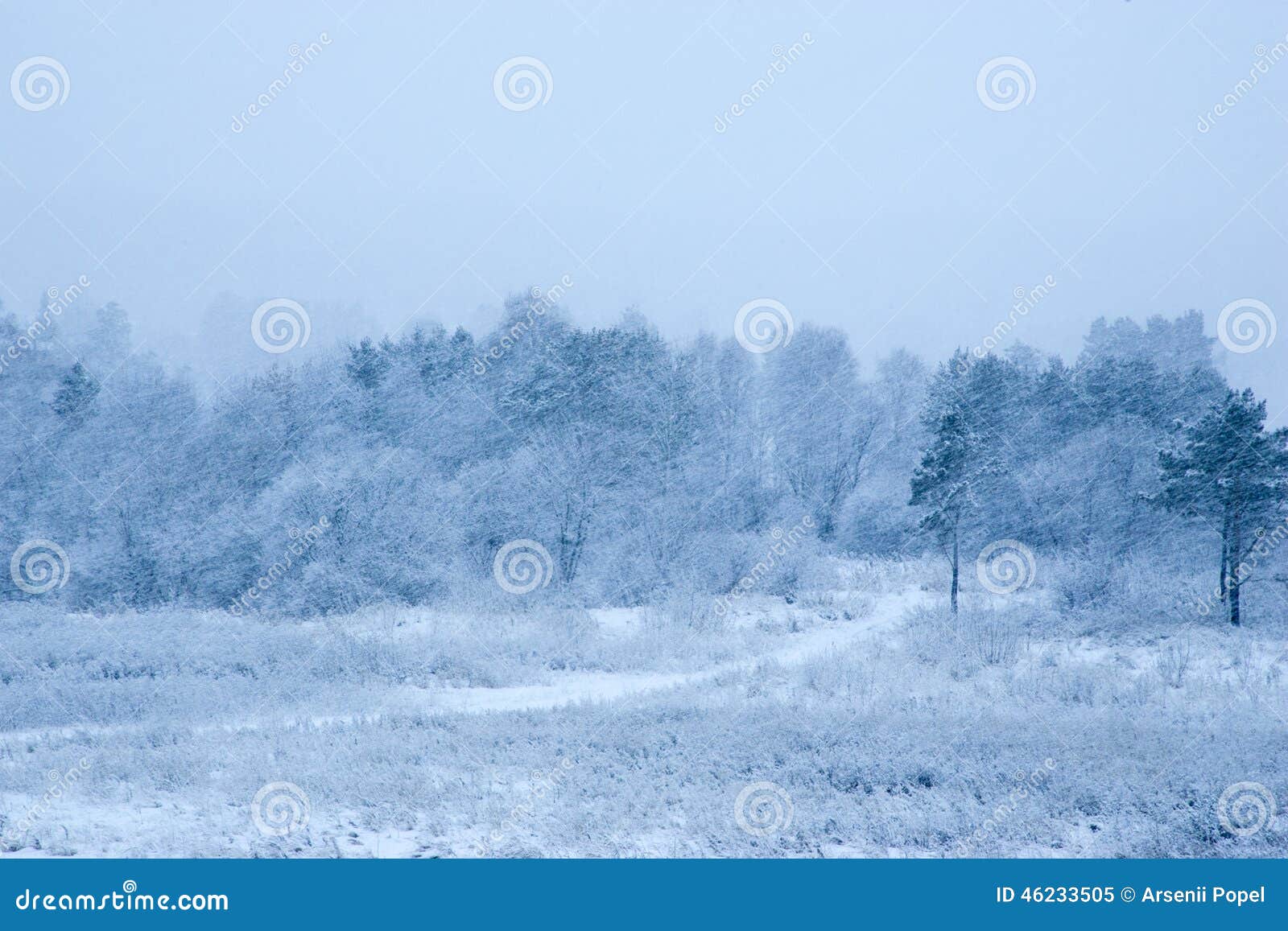 Cold winter in a forest with snow falling on the ground