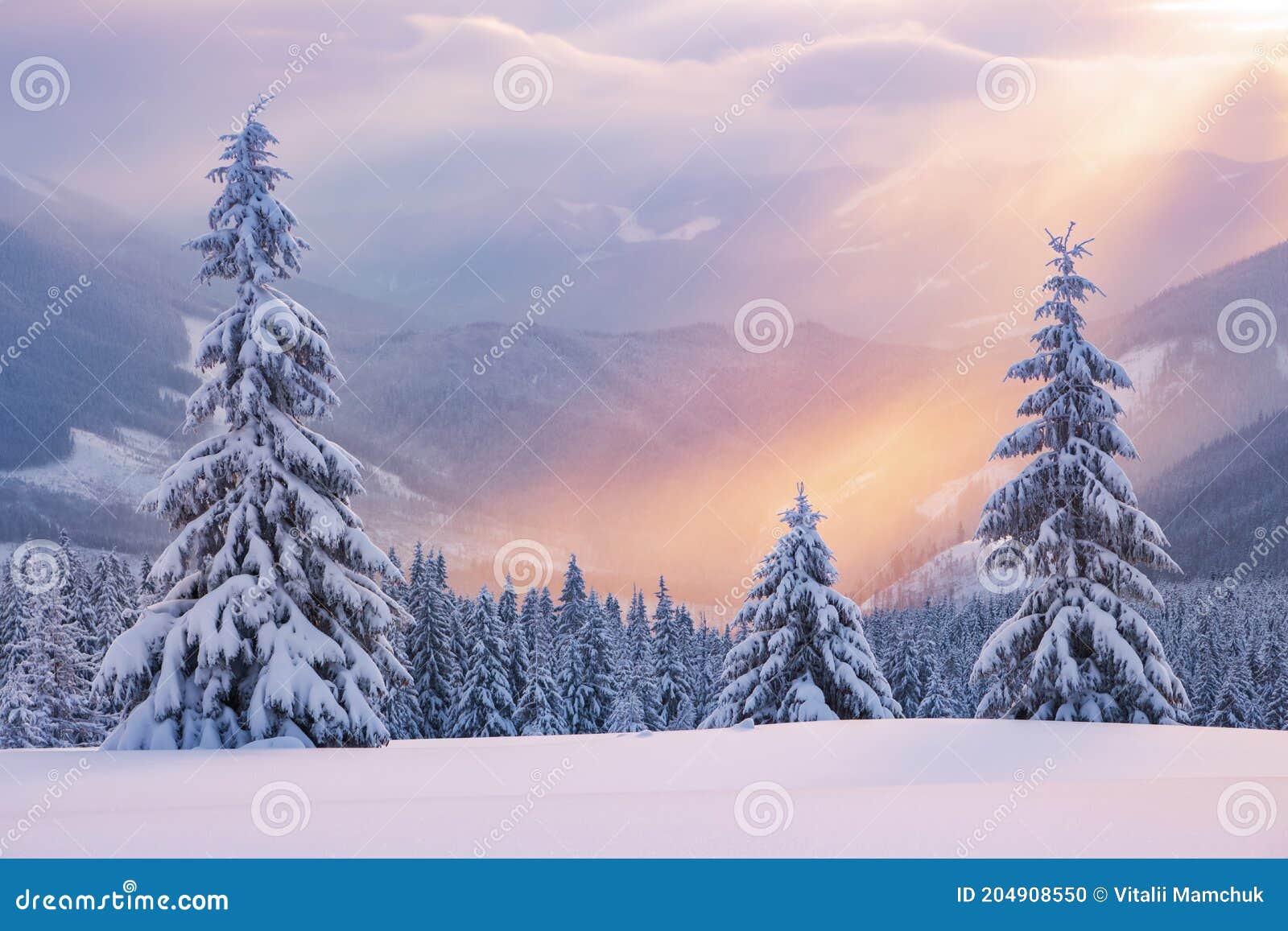 Winter background of snow and frost with pine trees, free space