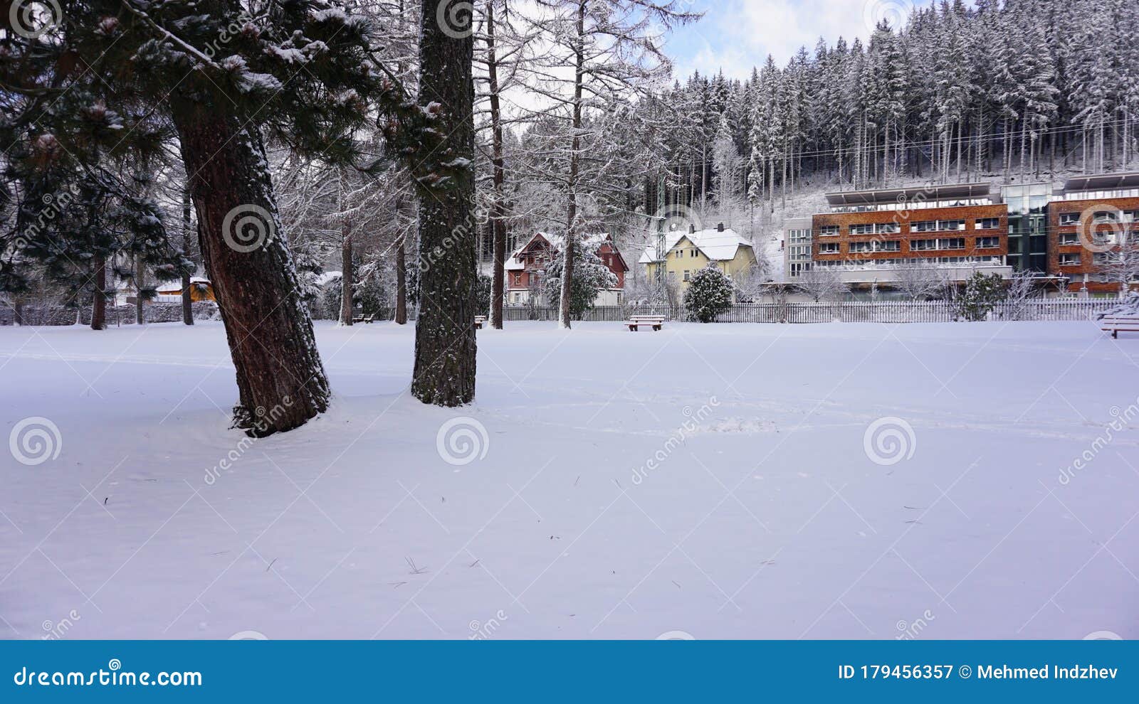 winter forest in titisee germany