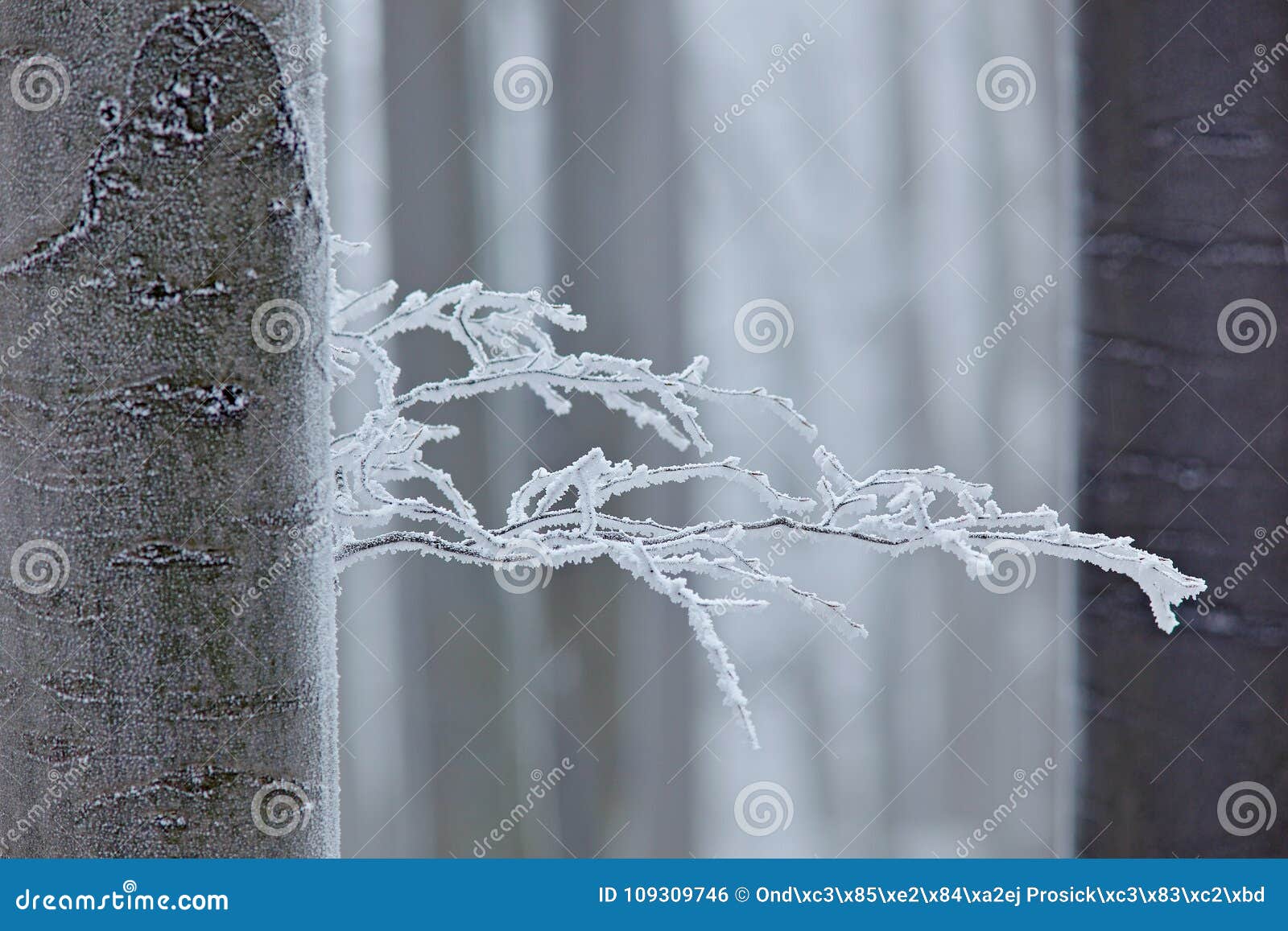 winter in forest, trees with rime. cold winter with ice on tree blanch in europe, germany. winter wood, white forest landscape. sm