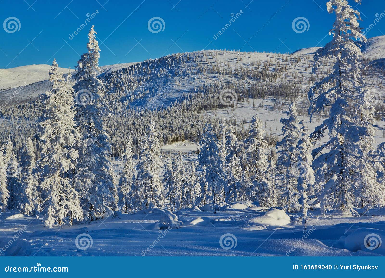winter. frost. kolyma. snow covered larch and hills. arkagalinsky pass
