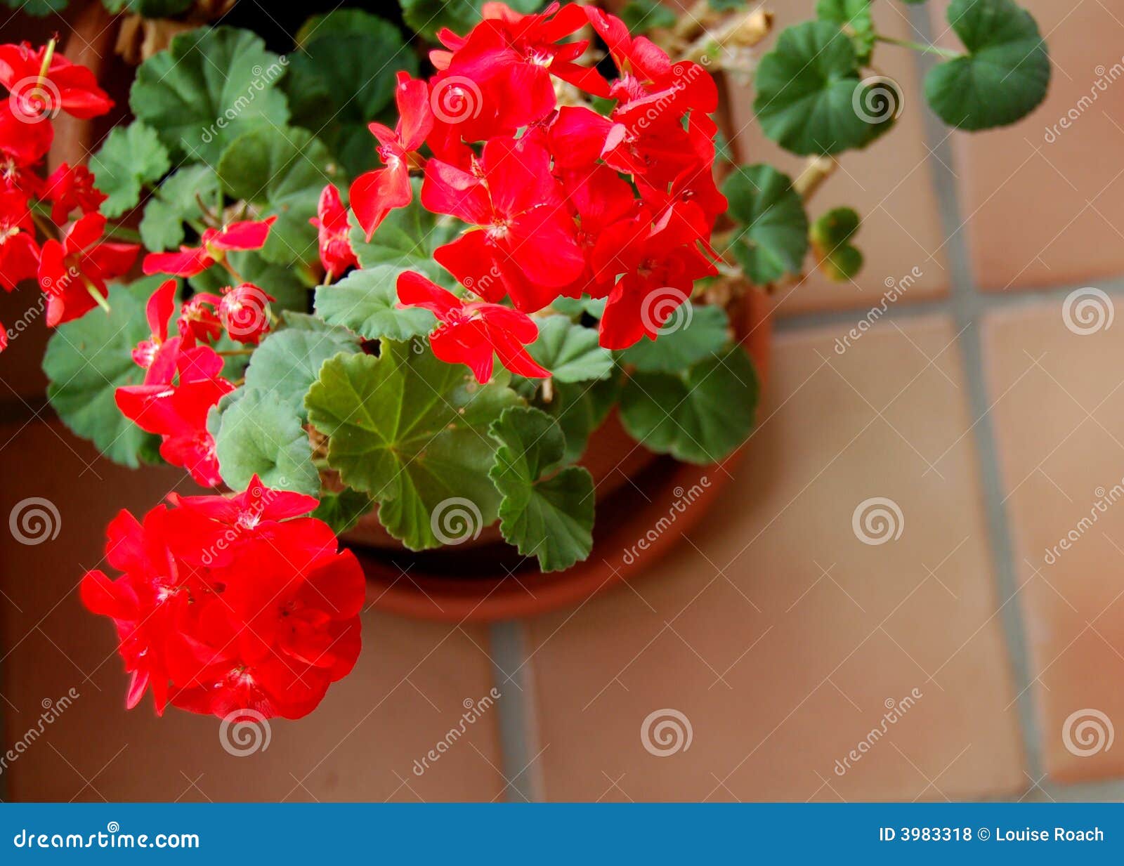 Winter Geraniums stock photo. Image of satillo, geraniums 3983318