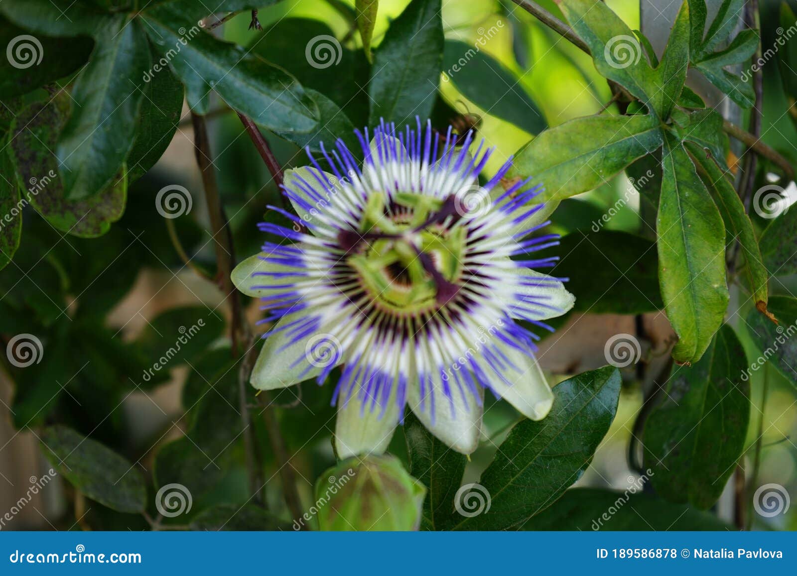 winter-hardy passiflora incarnata in july in the garden. germany