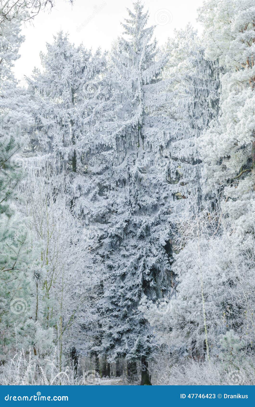 Winter Hintergrund Weihnachten Wald Landschaft Natur Schnee Stockbild Bild Von Weihnachten Winter
