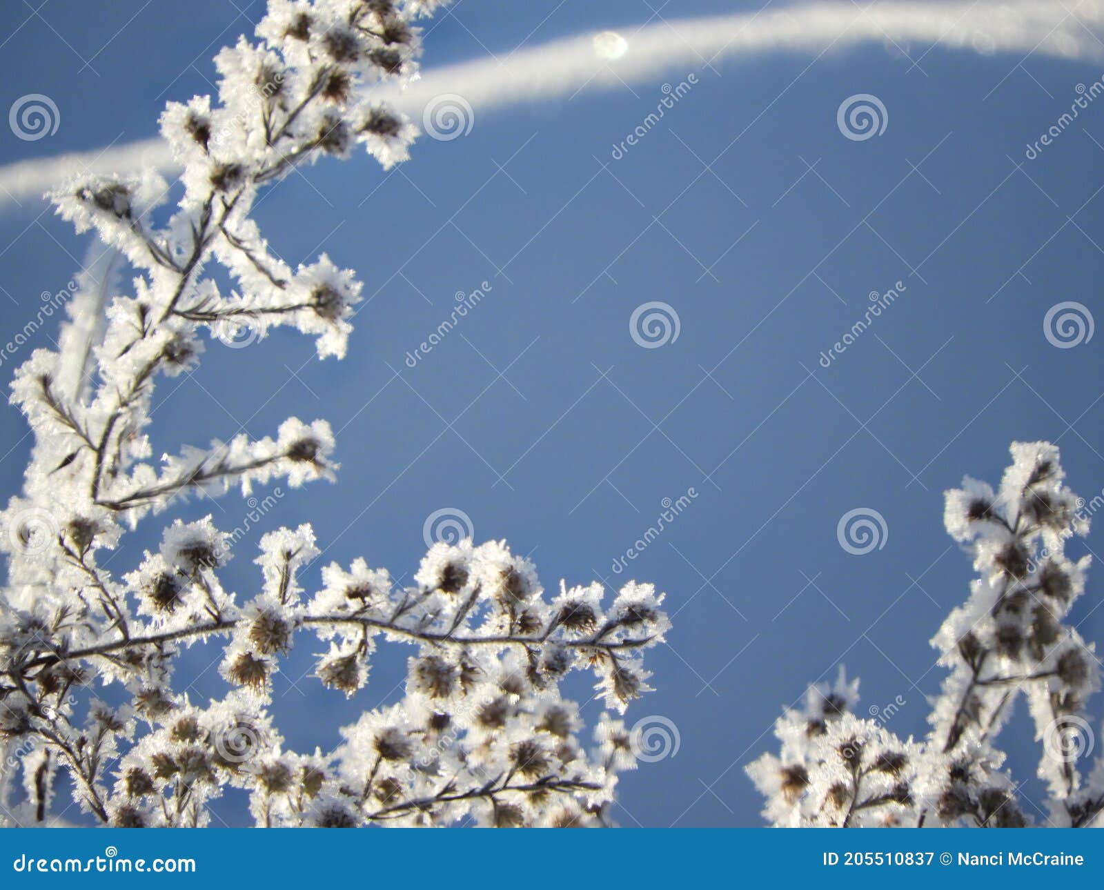 Winter Hoarfrost Covers Wildflowers with White Crystals Stock Image ...