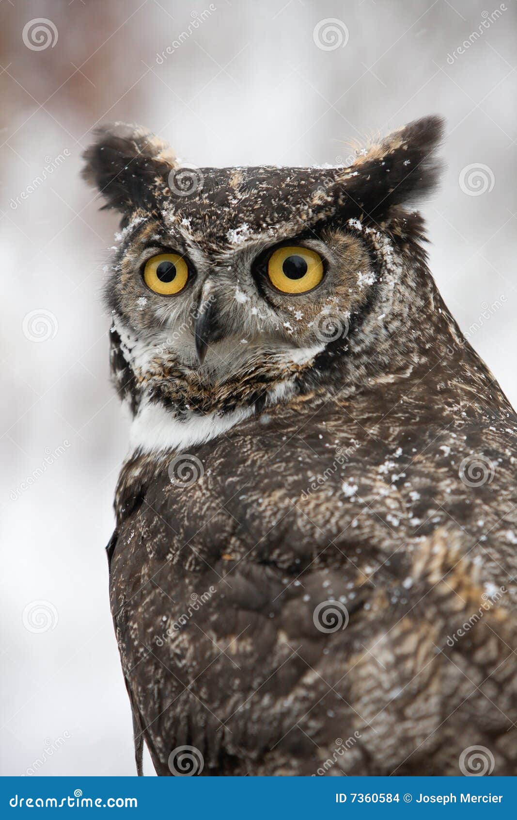 Winter Horned Barn Owl stock photo. Image of flakes, winter - 7360584
