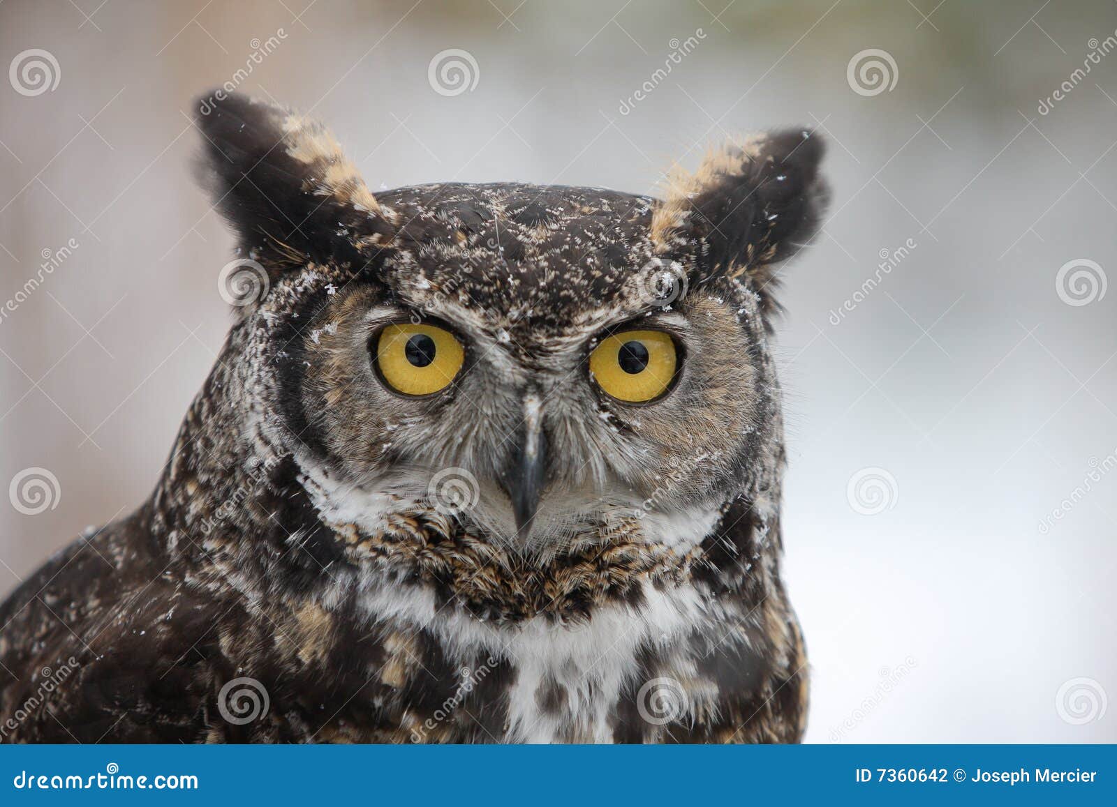 Winter Horned Barn Owl stock photo. Image of wildlife 7360642