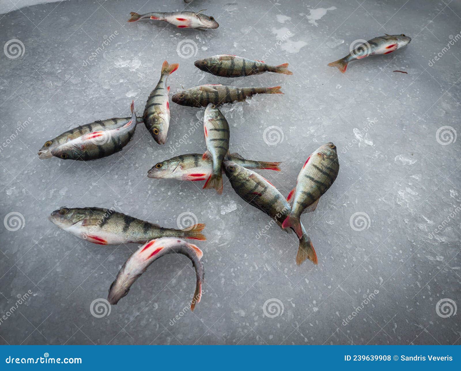 Winter Ice Fishing is a Lot of Perch. Lake Peipus Estonia Stock Photo -  Image of food, recreation: 239639908