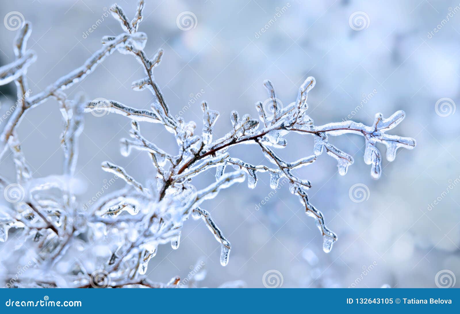 Winter Icy Branch. Winter Background Stock Image - Image of clear ...