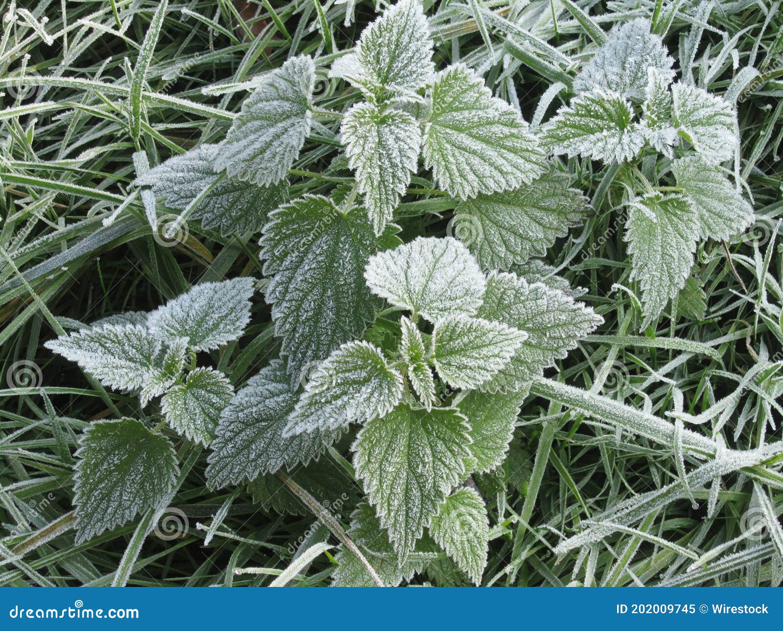 winter impression: frost-covered nettle