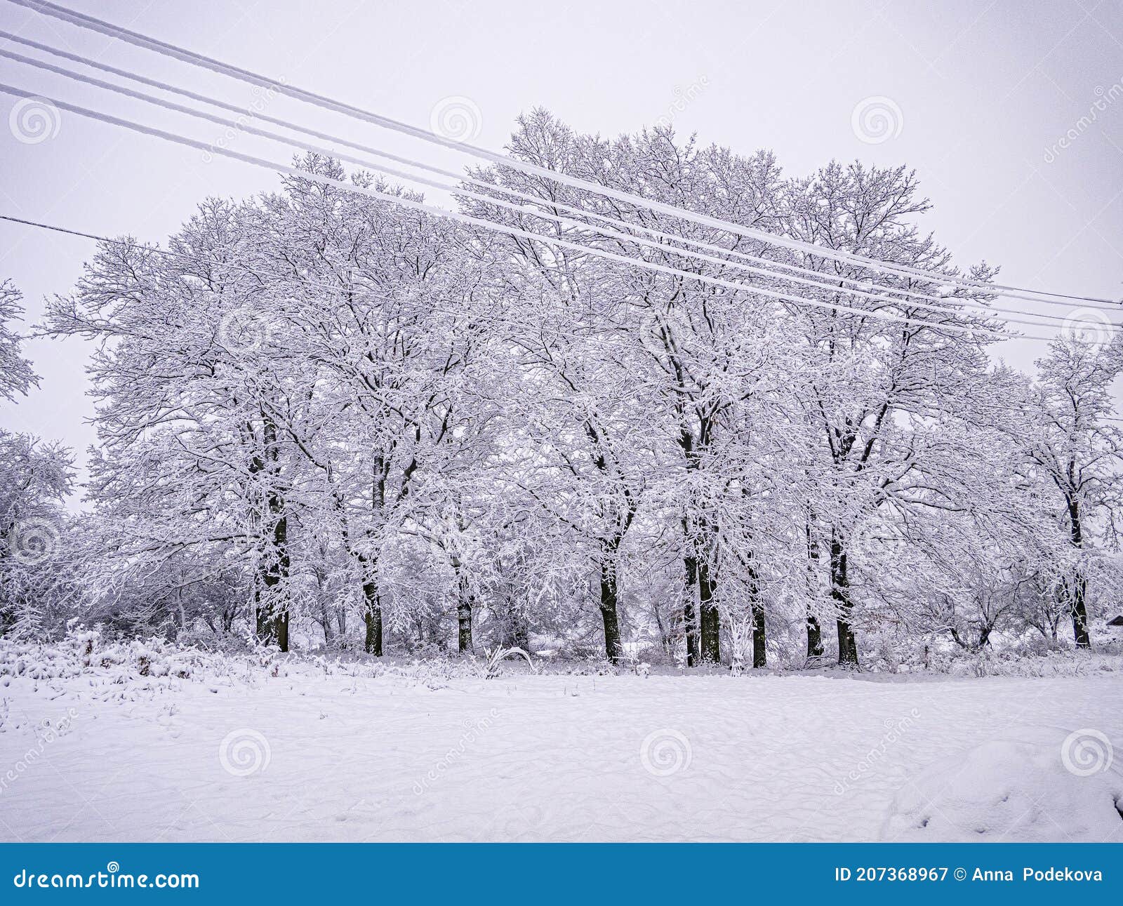winter itself. snow and heavy tree branches.