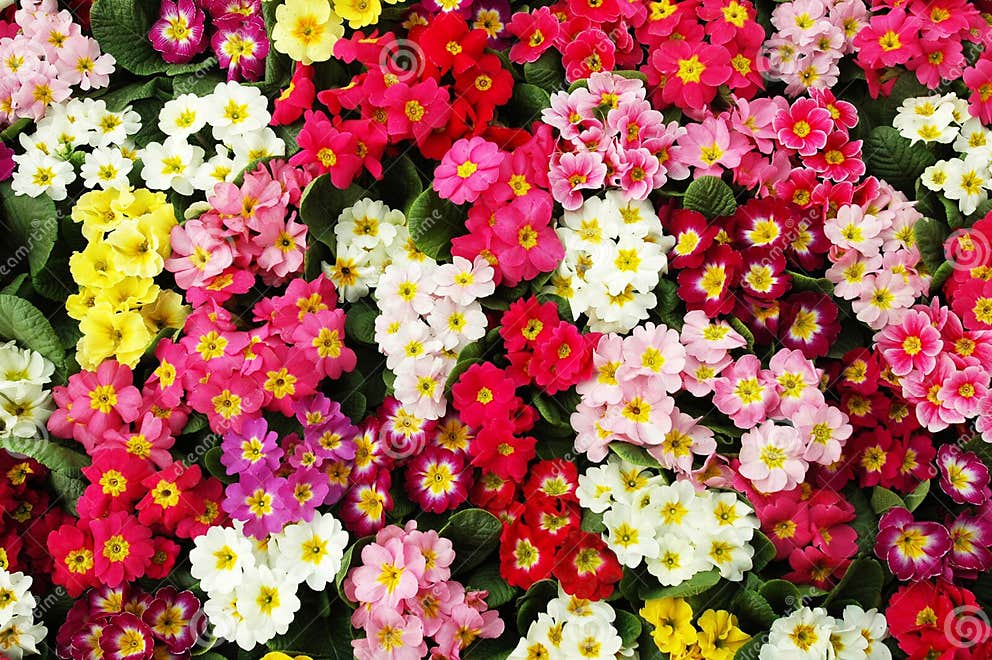 Winter jasmine stock image. Image of color, flowers, life 14294359