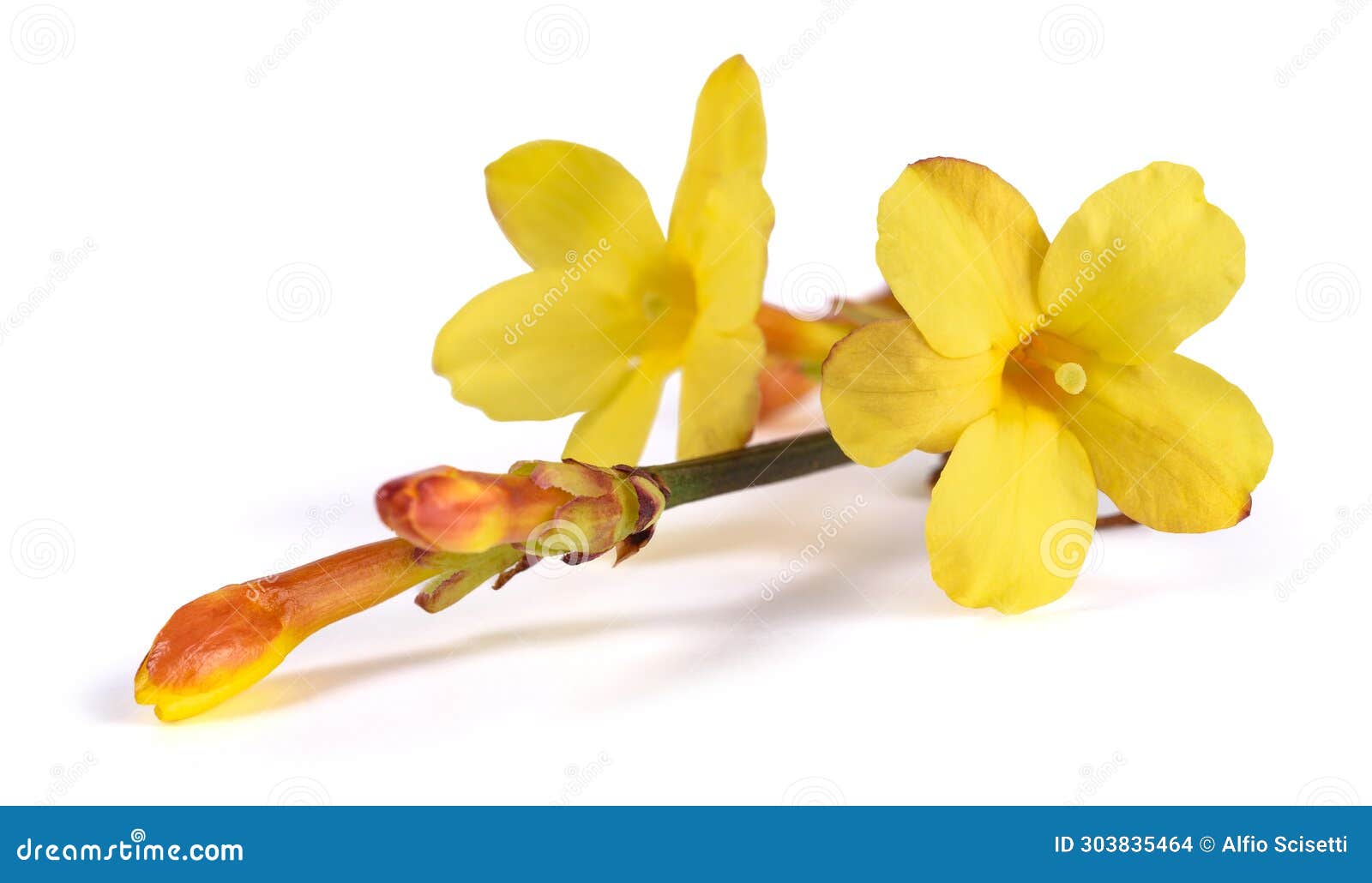 Winter jasmine flowers stock photo. Image of flower 303835464