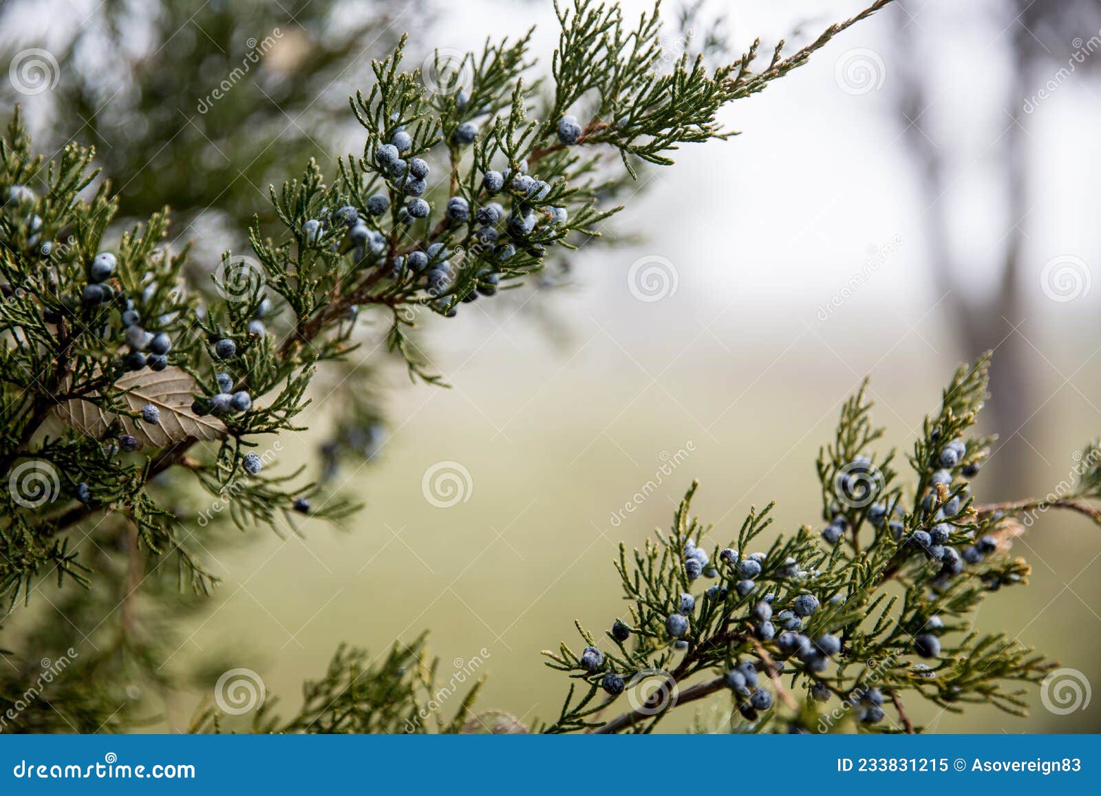 Winter Juniper Berries on a Eastern Red Cedar Tree Stock Image Image